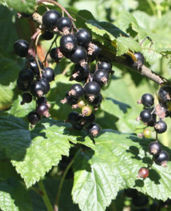 Cassis frais