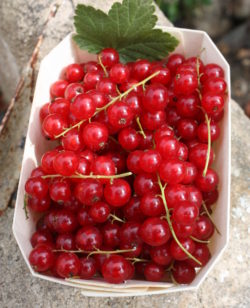 Barquette de groseilles