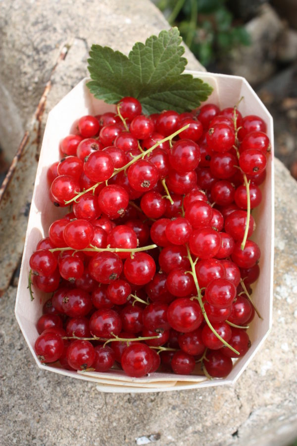 Barquette de groseilles