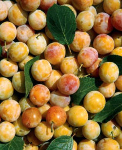 Mirabelles