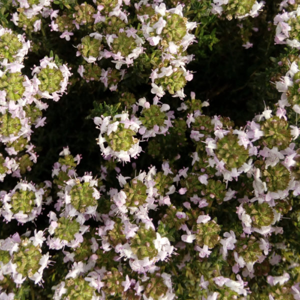 botte de fleurs de thym