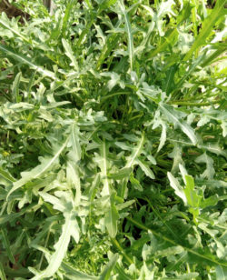 Culture de roquette sauvage