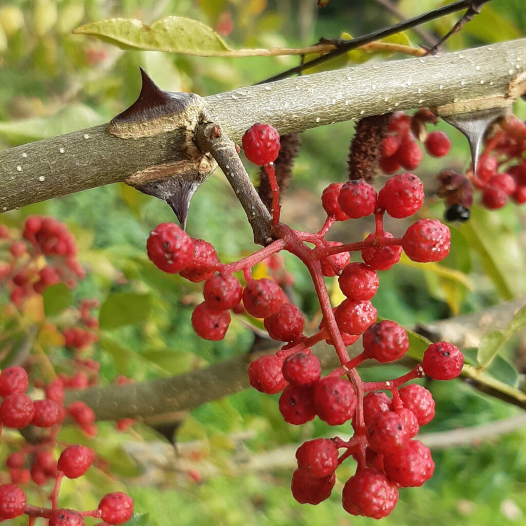 baies de poivre de Sichuan bientôt mûres