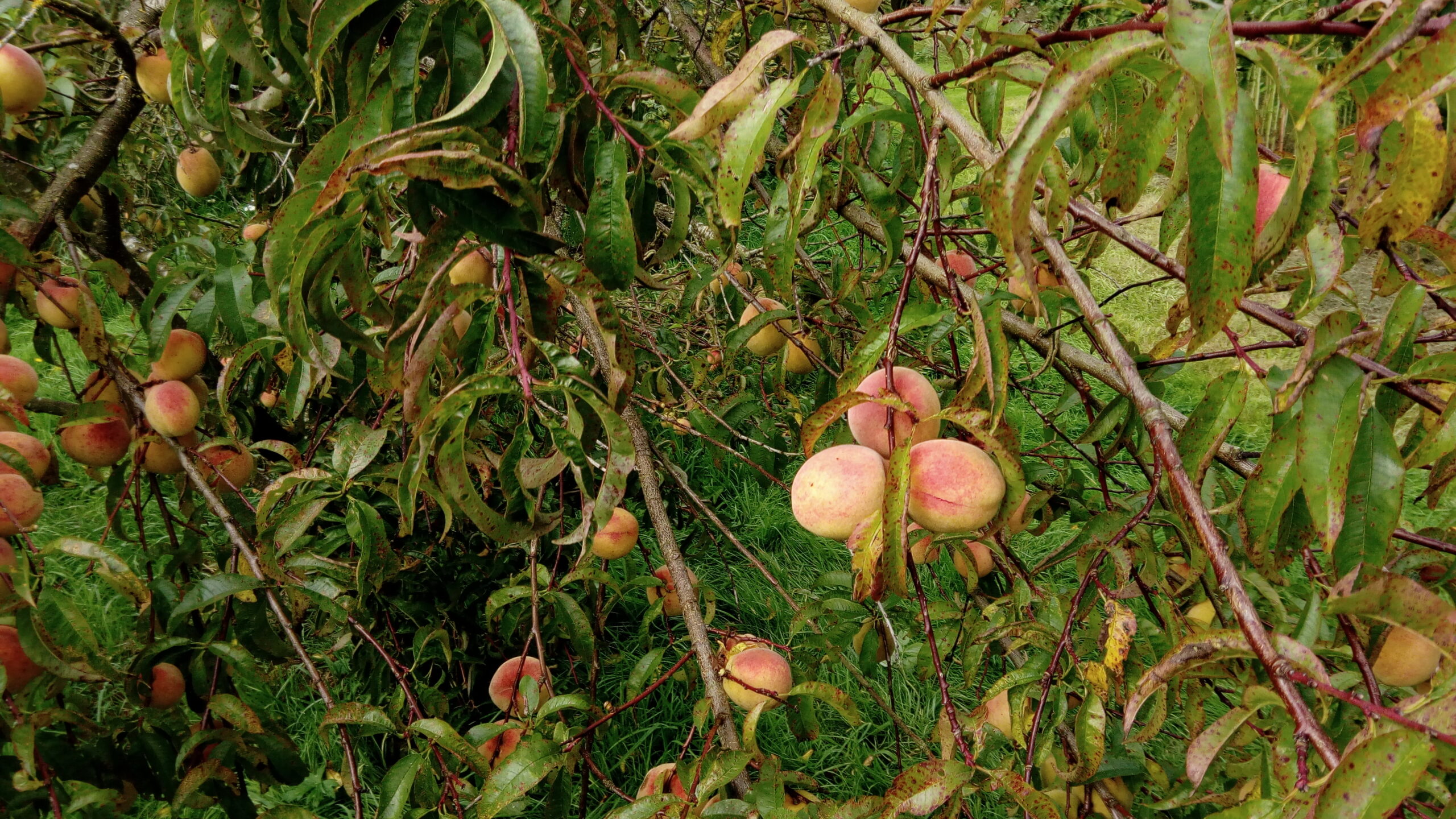 pêches blanches dans l'arbre