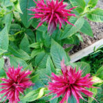 La Monarde didyma est une plante aromatique et ornementale de la famille des lamiacées, appréciée pour son parfum doux rappelant la bergamote. Ses fleurs éclatantes rouge carmin attirent naturellement les pollinisateurs. Récoltée en pleine floraison, elle offre une saveur fraîche et chaleureuse en infusion.