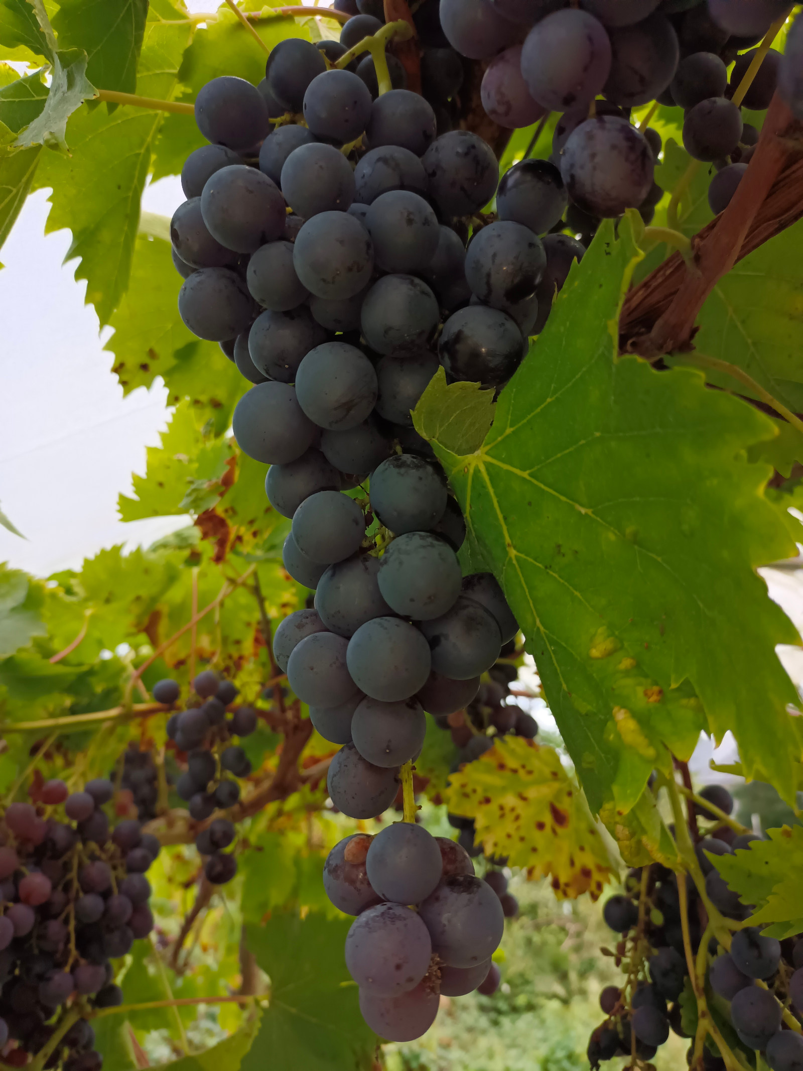 Raisin noir muscat de Hambourg sous serre ouverte