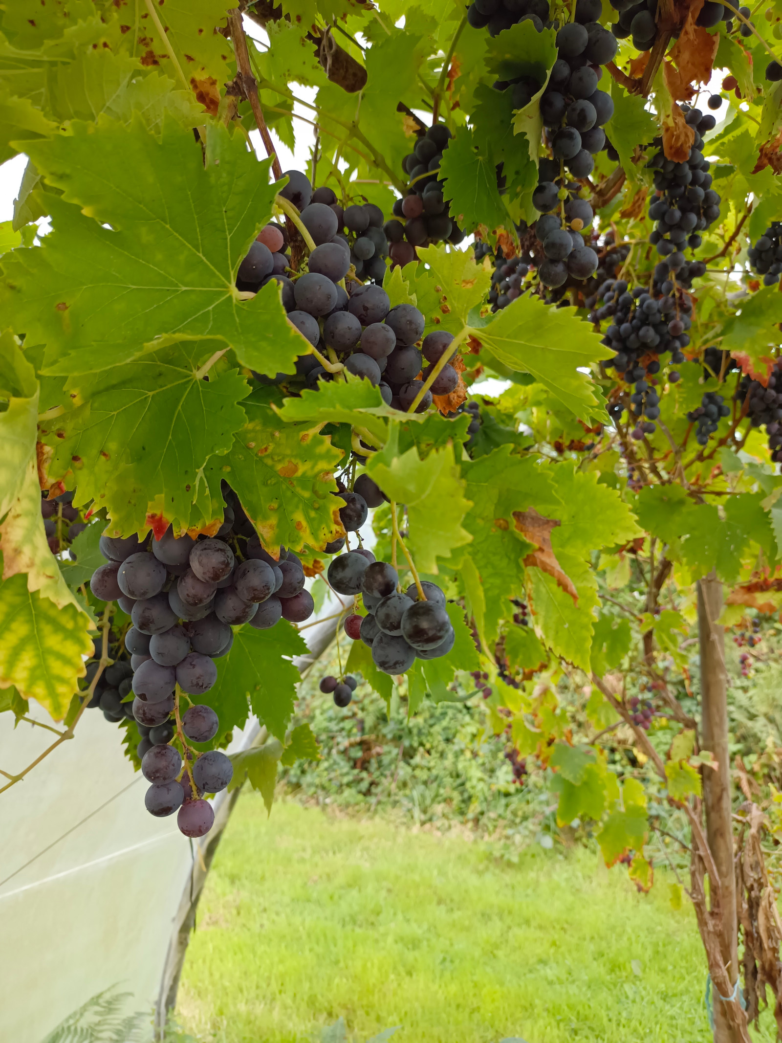 Gelée de Raisin noir (110g) – Image 3